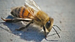 Killer bees